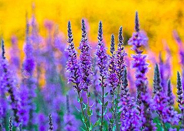 Acquire已在日本注册《剑：魔法与学园》新作商标